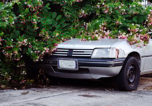 old car in bush flower photo