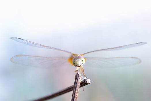 close up a Dragonfly on a branch photo