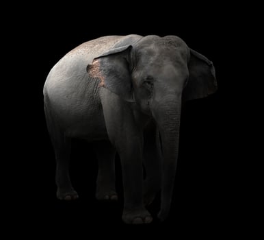 asia elephant standing in dark background photo