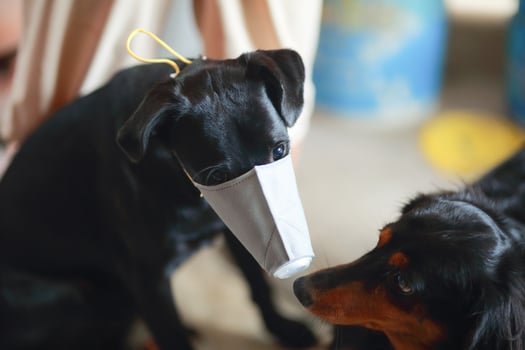 Dog wearing safety especially a mask to protect  dust Pm 2.5 and Corona virus, covid 19  on cute black dog. Concept covid-19 coronavirus pandemic and prevent pets you love. photo