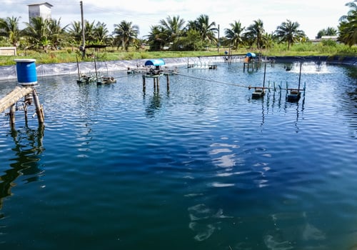 The Shrimp ponds photo