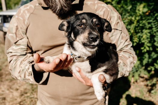 The Ukrainian military holds a puppy in his arms, war and love and care for animals. photo