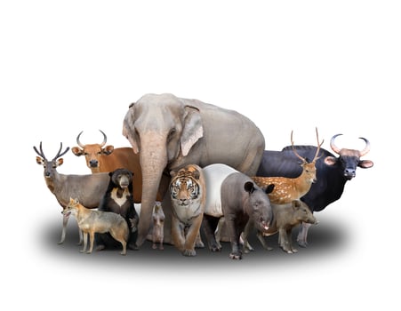 group of asia animals photo