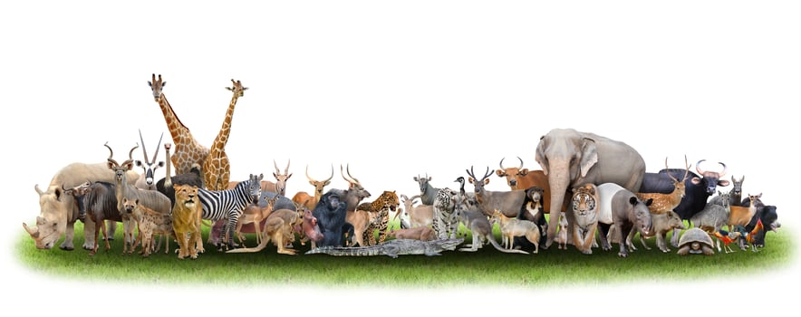 animal of the world photo