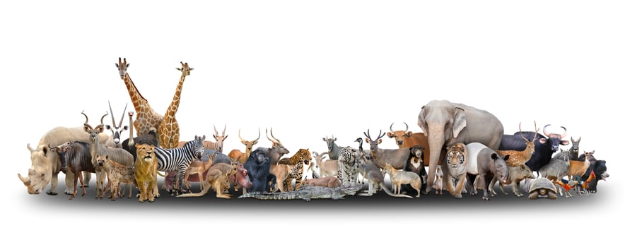 animal of the world photo