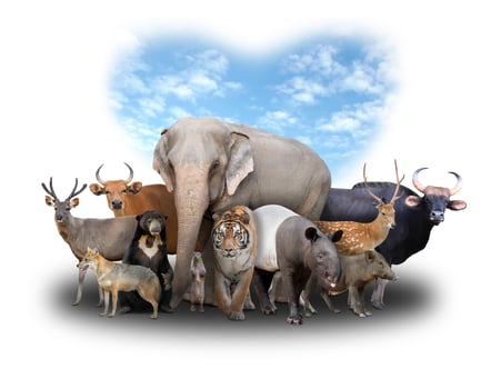 group of asia animals photo