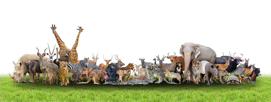 animal of the world photo