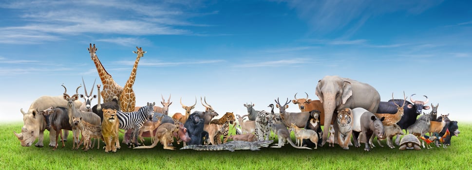 animal of the world photo