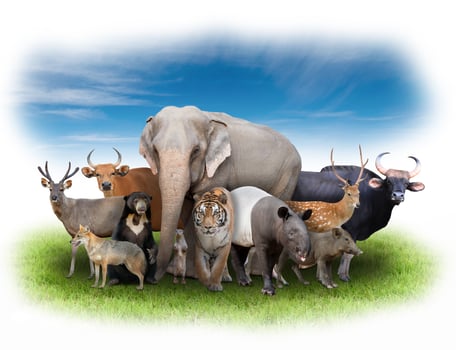 group of asia animals photo