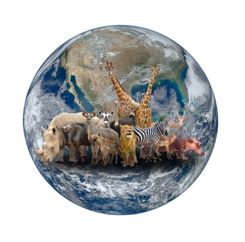 group of africa animal with planet earth photo