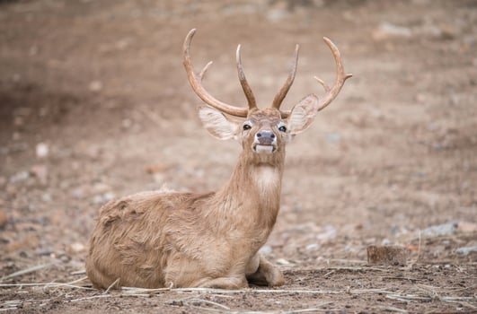 male eld deer photo