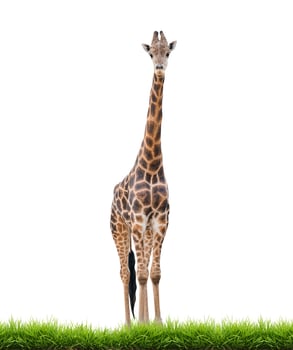 giraffe isolated white background photo