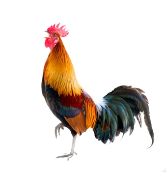 rooster isolated white background photo
