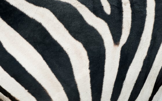 zebra skin texture photo