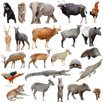 asia animals isolated photo