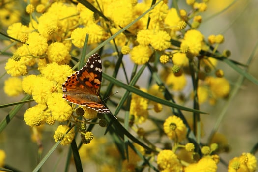 A colorful butterfly sits on a yellow flower photo