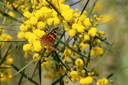 A colorful butterfly sits on a yellow flower photo