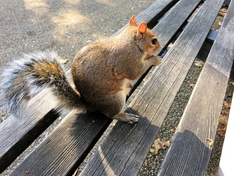 A close up of a Grey Squirrel in London photo