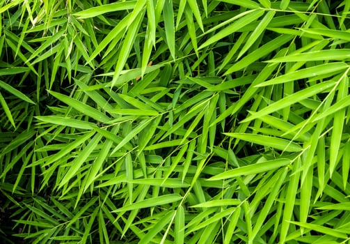 Vivid green color of bamboo leaf photo