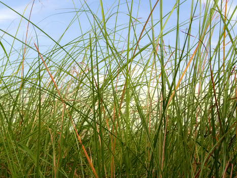 Freshness Vetiver Grass blade in the countryside photo