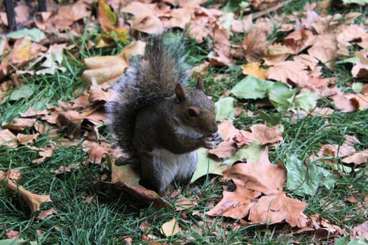 A close up of a Grey Squirrel in the wild photo
