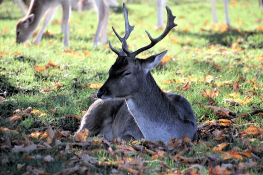 A view of some Fallow Deer in Richmond Park in London photo