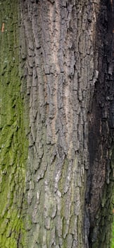 tree brown bark texture with green moss photo