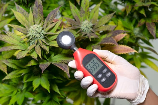 medical professional uses a thermometer and a hygrometer to show the temperature and humidity next to the cannabis plant. The humidity indicator is displayed on the device hygrometer. photo