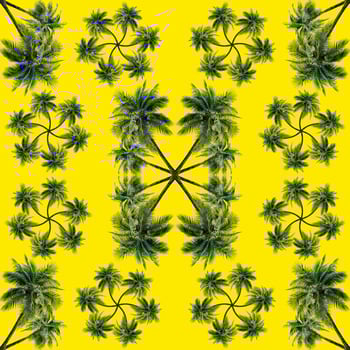 Green palm leaves pattern for nature concept,tropical coconut tree isolated on yellow background photo