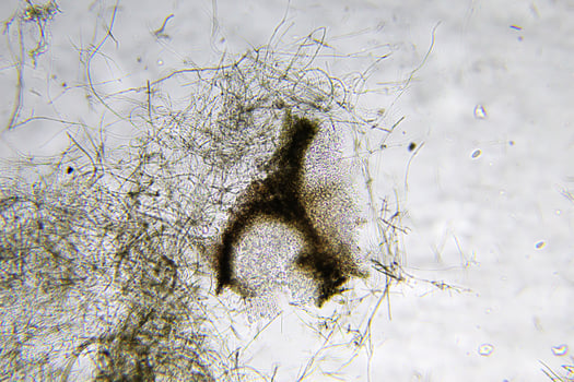 Penicillium, ascomycetous fungi are of major importance in the natural environment as well as food and drug production. photo