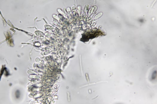 Penicillium, ascomycetous fungi are of major importance in the natural environment as well as food and drug production. photo