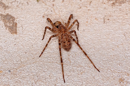 Adult  Wandering Spider photo