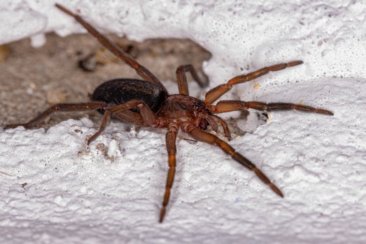 Small Prowling Spider photo