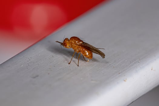 Adult Acalyptrate Fly photo