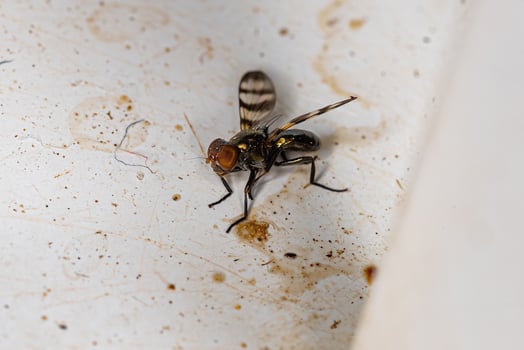 Adult Picture-winged Fly photo