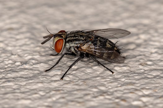 Adult Bristle Fly photo