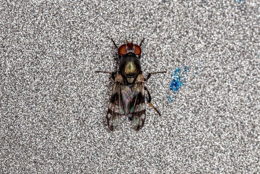 Adult Picture-winged Fly photo