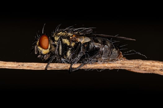 Adult Flesh Fly photo