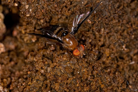 Adult Picture-winged Fly photo