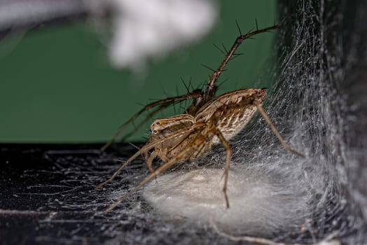 Adult Female Striped Lynx Spider photo