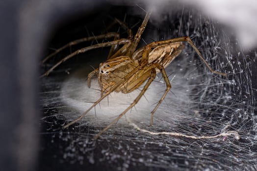 Adult Female Striped Lynx Spider photo