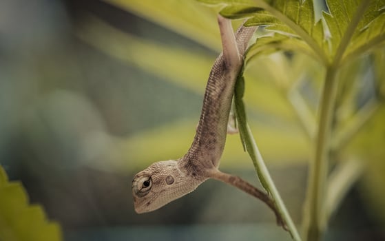 Close up brown thai chameleon on natural green background photo