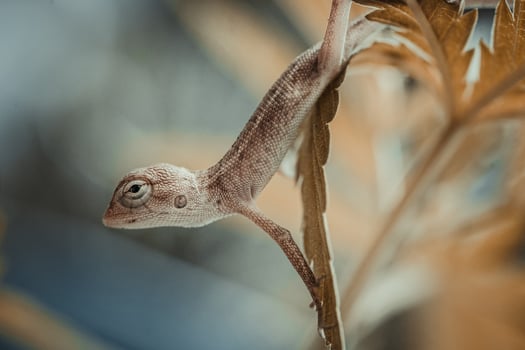Close up brown thai chameleon on natural green background photo