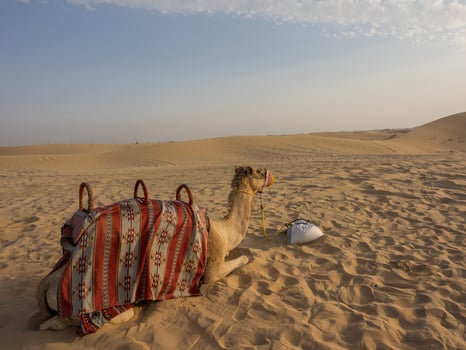Abu Dhabi in the united arab emirates photo