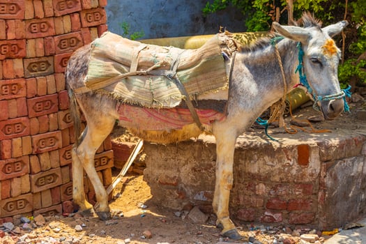 Donkey with luggage and seat for transportation Agra India. photo