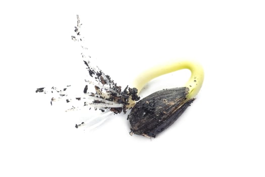 Germinating runner sunflower seed photo