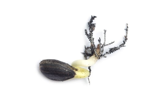 Germinating runner sunflower seed photo