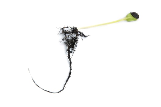 Germinating runner sunflower seed photo
