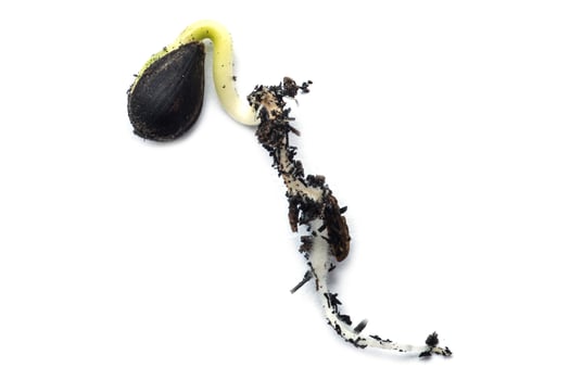 Germinating runner sunflower seed photo
