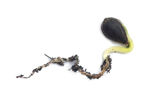 Germinating runner sunflower seed photo